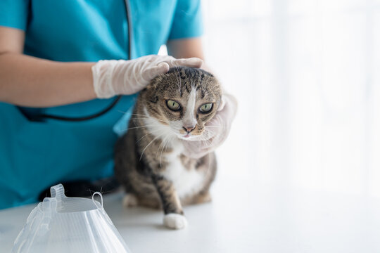veterinarian examining disabled three legged cat on examination table at veterinary clinic showing special needs pet care and compassion