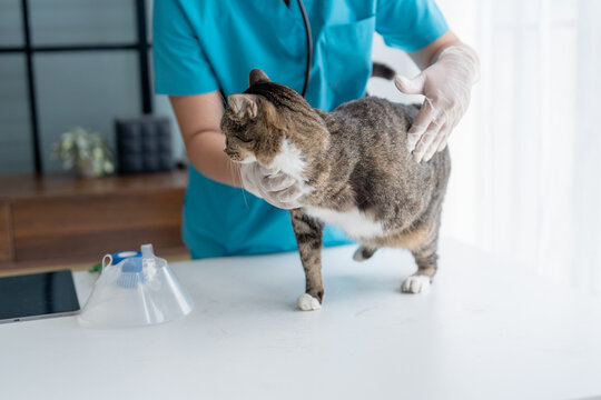 veterinarian examining disabled three legged cat on examination table at veterinary clinic showing special needs pet care and compassion