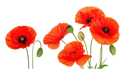 Obraz premium Bright red poppy flowers with buds and green stems in various stages png isolated on a transparent background