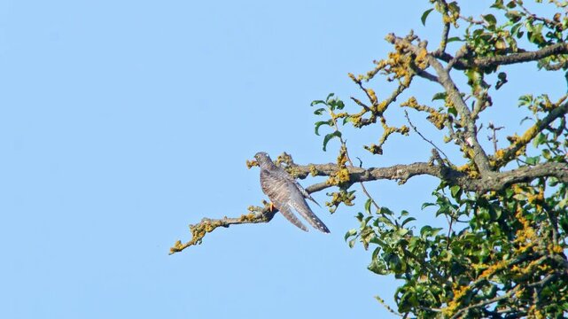 Common Cuckoo Perching on Tree Branch in Sunlit Meadow
