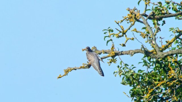 Common Cuckoo Perching on Tree Branch in Sunlit Meadow