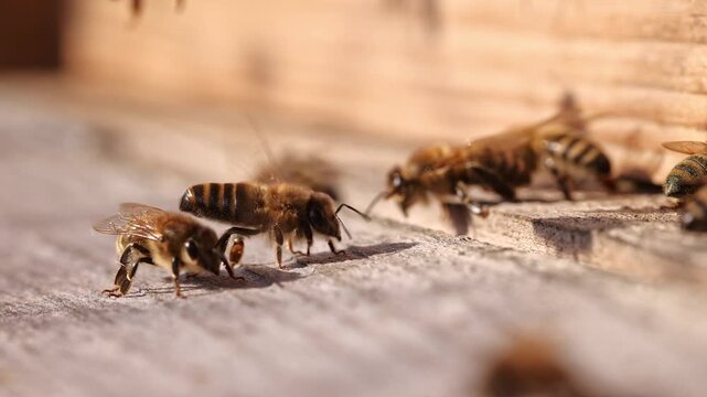 Honey bee fanning wings with exposed Nasonov gland at hive entrance