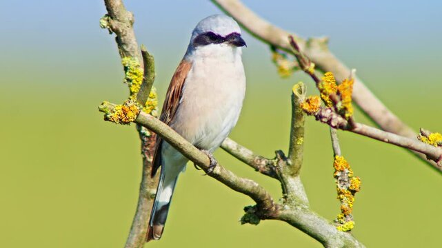 Male Red-backed Shrike Perching on Branch Searching for Food for Chicks in Summer Breeding Season