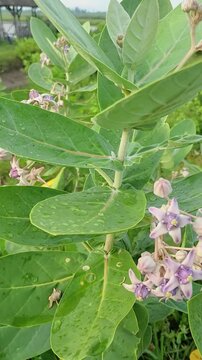 Stock video of a white giant calotrope plant, also known as calotropis gigantea, crown flower. It has been traditionally used for stomach ulcers, diarrhea, constipation, and jaundice. Selective focus