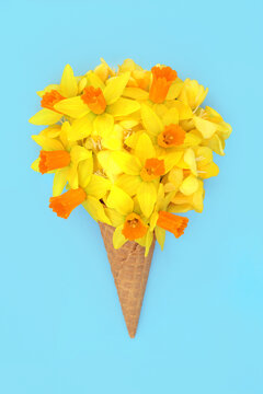 Narcissus daffodil freesia flower surreal ice cream cornet design on blue background. Fun floral Spring concept arrangement decoration for logo, greeting card.