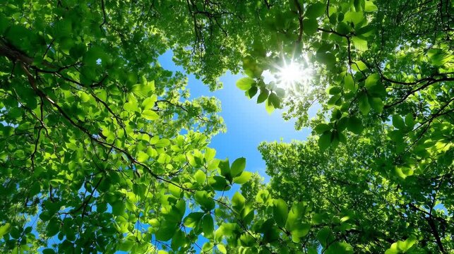 Healing forest bathing: Looking up at lush green canopy with sunlight filtering through leaves