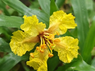 Fototapeta premium yellow flower in the garden
