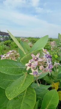 Stock video of a white giant calotrope plant, also known as calotropis gigantea, crown flower. It has been traditionally used for stomach ulcers, diarrhea, constipation, and jaundice. Selective focus