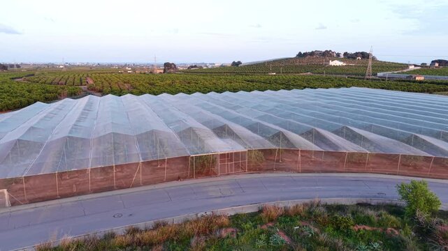 Elevated view over a large protective net house covering citrus trees surrounded by open orchard rows at dusk in a rural agricultural landscape