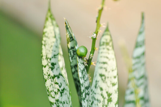 Sansevieria trifasciata Prain, Snake plant or Mother in laws tongue with flower and fruit or seed on the plant or  Snake plant fruit or Sansevieria aubrytiana Carr or Asparagaceae