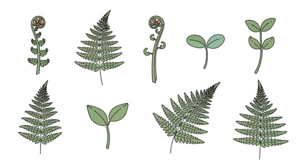 Various types of green fern leaves. © Dafek