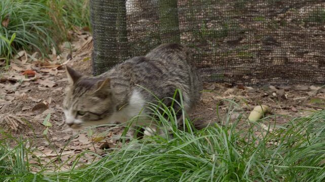 Scared brown tabby watches the camera and is cautious