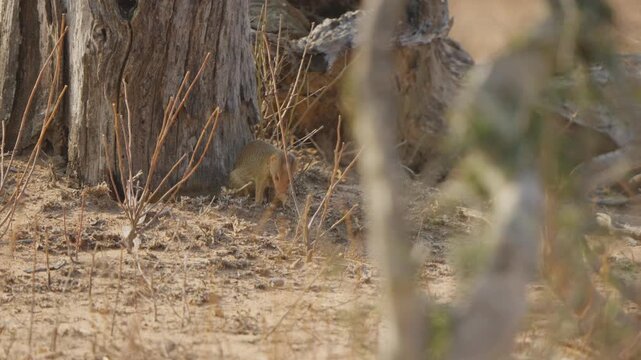 Slender mongoose eats dead frog as it chews, prey swinging from its mouth in dry savanna scrub. Natural predator feeding behavior, wildlife documentary scene, daytime.