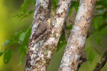 Naklejka premium White-throated Treecreeper - Cormobates leucophaea, beatifiul small colored perching bird found in the forests of eastern Australia, Queensland.
