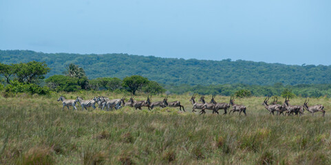 Naklejka premium Stampede of plains zebra and waterbuck across grassland, iSimangaliso Wetland Park, South Africa