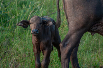 African buffalo calf standing beside mother in Hluhluwe iMfolozi Park, South Africa © Andrew