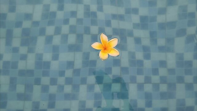frangipani flower in the pool