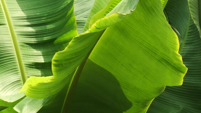 Vibrant Green Banana Leaves Swaying Gently in the Wind, Tropical Nature Background
