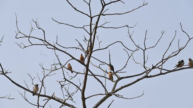 Indian pied myna and rufous sibia birds perched on the a tree. Many birds are perched on a tree, set against the backdrop of a blue sky. This scene is quite bright and full of simplicity. Slow motion 