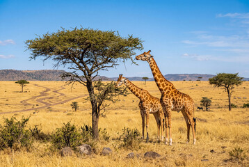 Obraz premium Two tall giraffes standing near a green tree in the sunny african savanna