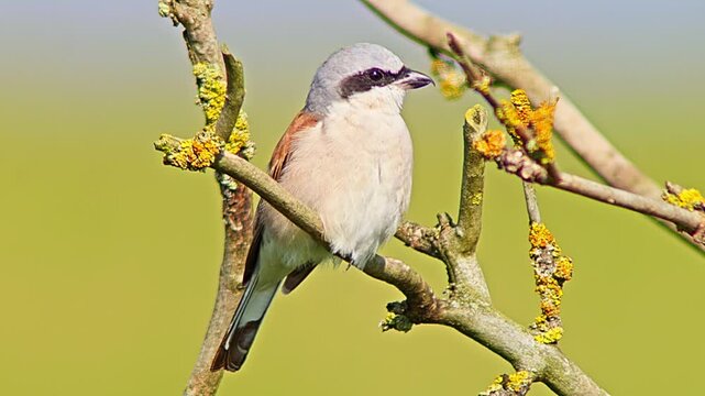 Male Red-backed Shrike Perching on Branch Searching for Food for Chicks in Summer Breeding Season