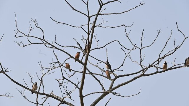 Indian pied myna and rufous sibia birds perched on the a tree. Many birds are perched on a tree, set against the backdrop of a blue sky. This scene is quite bright and full of simplicity. Slow motion 