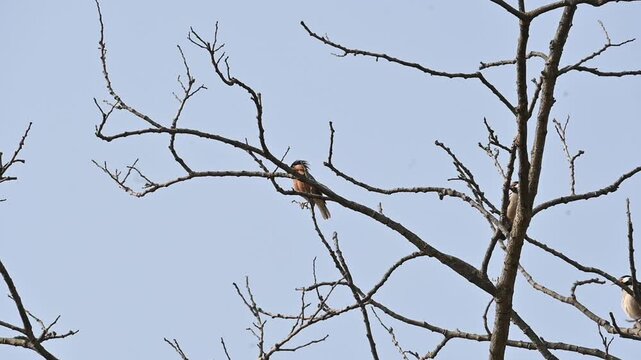 Indian pied myna and rufous sibia birds perched on the a tree. Many birds are perched on a tree, set against the backdrop of a blue sky. This scene is quite bright and full of simplicity. Slow motion 