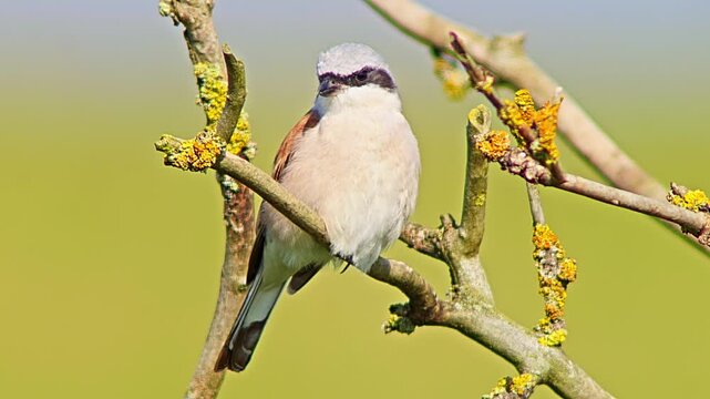 Male Red-backed Shrike Perching on Branch Searching for Food for Chicks in Summer Breeding Season