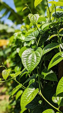 Vertical banner, wallpaper for social media of Basella alba plant thriving in tropical heat, lush green leaves, bright sunlight, photorealistic