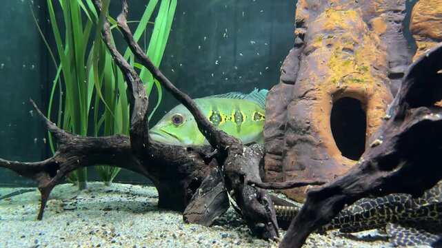 European perch in Aquarium