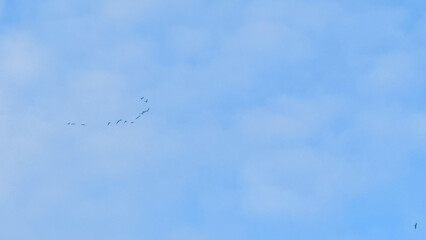 Fototapeta premium Flock of birds flying in blue sky with copy space
