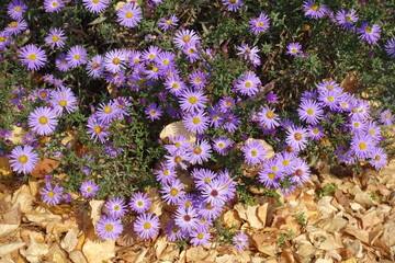 Dry yellow leaves and violet flowers of Michaelmas daisies in mid October © Anna
