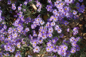 Multiplicity of violet flowers of Michaelmas daisies in October © Anna