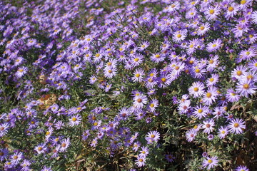 Plenitude of violet flowers of Michaelmas daisies in October © Anna
