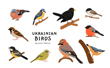 Ukrainian birds big vector collection with blackbird, bullfinch, chaffinch, greenfinch, jay, sparrow, blue tit and nuthatch. Flat ornithology illustration of European forest and garden species set © tanyabosyk
