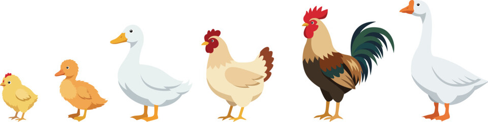 Farm animals set in flat style isolated on white background. Vector illustration. Cute cartoon animals collection: duck, goose, chicken, hen, rooster, chick, duckling © Galyna Fedorova