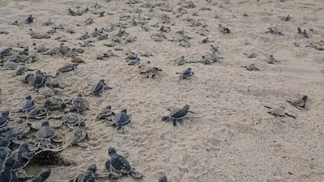 Video of sea turtle hatchlings racing on the beach sand towards the sea