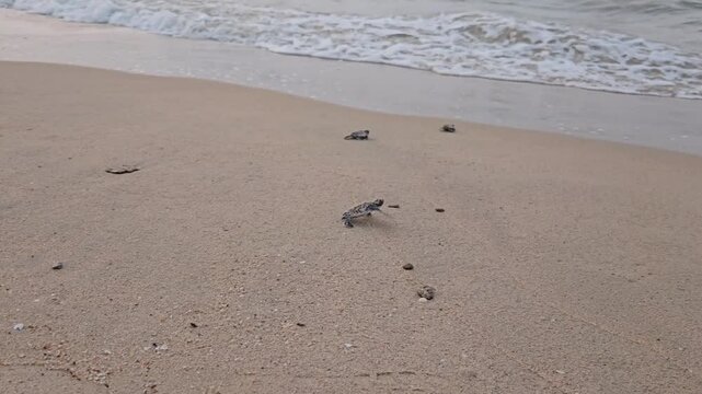 Video of sea turtle hatchlings racing on the beach sand towards the sea