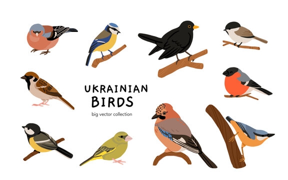 Ukrainian birds big vector collection with blackbird, bullfinch, chaffinch, greenfinch, jay, sparrow, blue tit and nuthatch. Flat ornithology illustration of European forest and garden species set