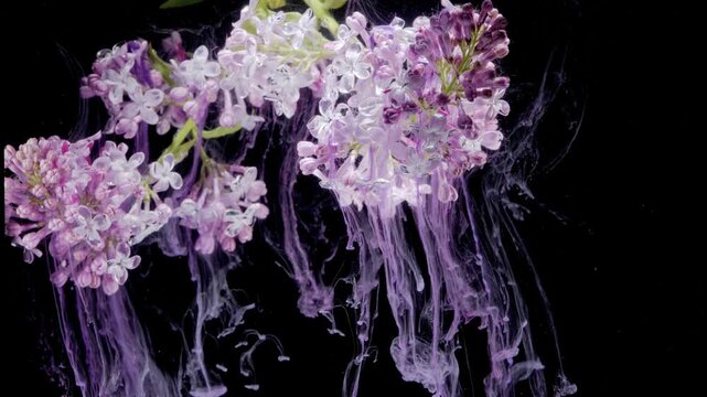 Lilac clusters with purple ink streams cascading against black, cinematic macro of trailing pigment and delicate florets, slow motion flow creates