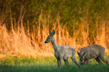 Roe deer grazing in the meadow © darekb22