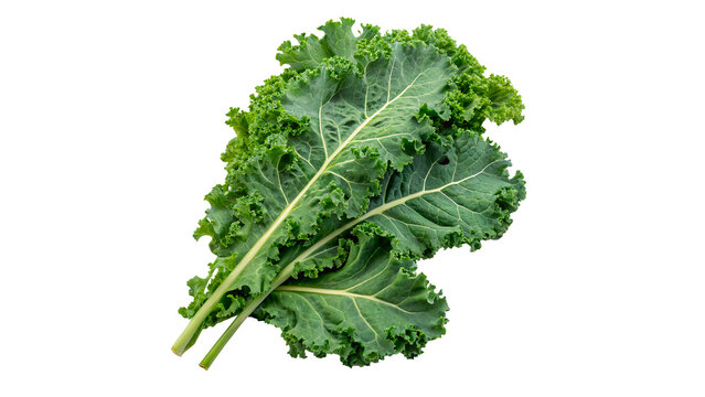 Fresh kale leaves isolated on transparent background	