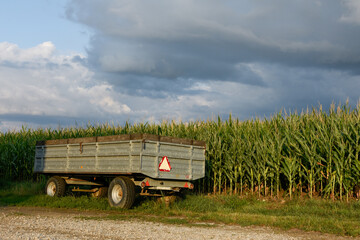Fototapeta premium Remorque agricole devant un champ de maïs sous ciel orageux