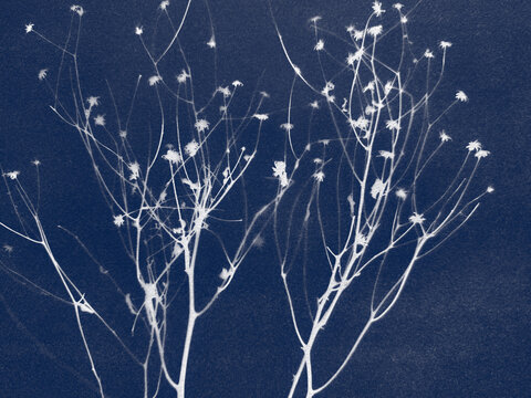 Winter field grass created in cyanotype technique