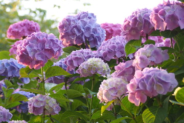 Fototapeta premium 植物 自然 風景 花 夕方 公園