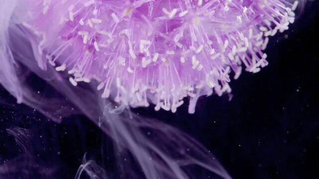 Stamen cascade in violet mist, extreme closeup of pollen tips dripping into milky ink with delicate motion on dark field scientific beauty shot