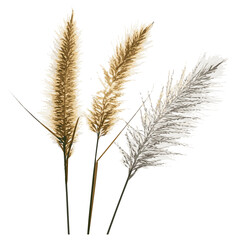 Obraz premium Rendering-of-a-group-of-three-ornamental-grasses-in-full-bloom-with-backlight-and-isolated-on-white-background-image.jpg