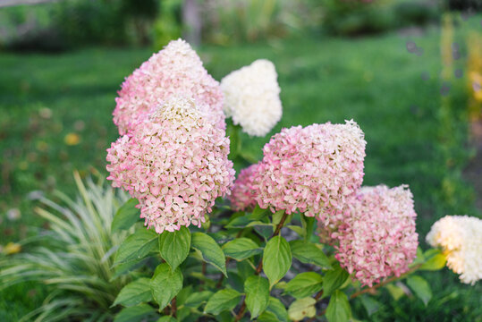Pixio Hydrangea Pink Magenta Bush Blooming Garden