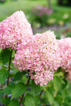 Pixio Hydrangea Blossoms Growing on Tall Stems