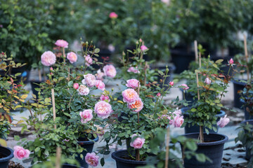 Naklejka premium Potted rose plants for sale in nursery, rose propagation and ornamental plant business concept